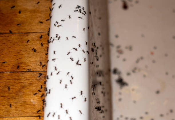 Pest Control for Restaurants in Manhasset Hills, NY
