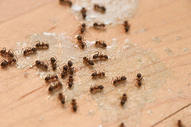 Best Affordable Pest Control Services  in Manhasset Hills, NY